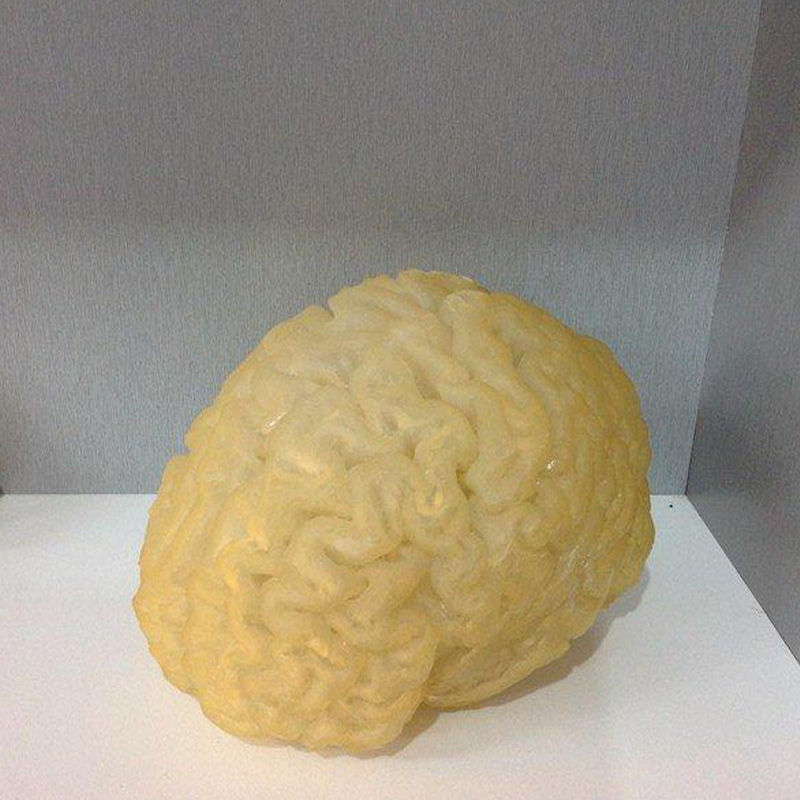 3D打印医学人体大脑组织模型