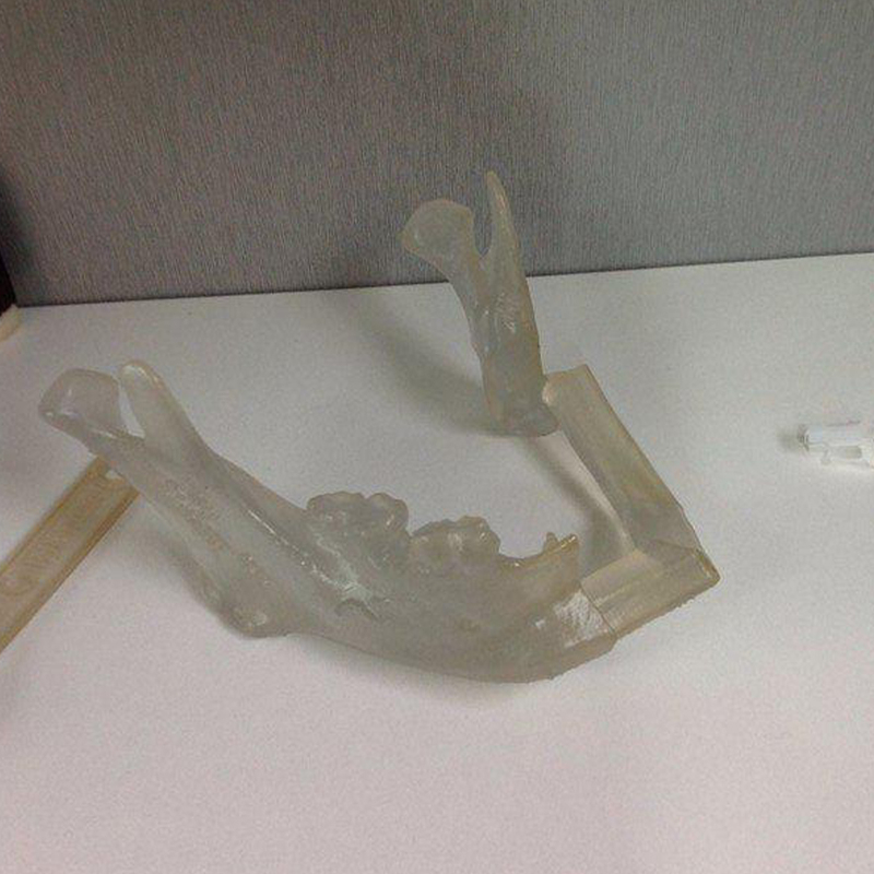 医学研究模型人体骨骼结构手板