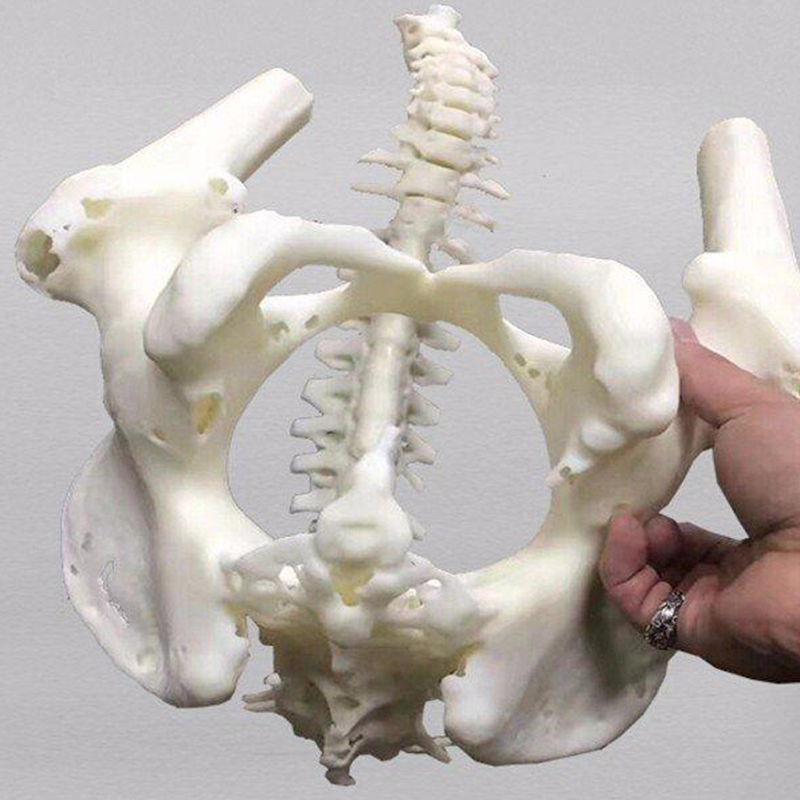 医用器材人体骨骼展示模型